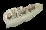 Oreodont (Merycoidodon) Jaw Section - South Dakota #140904-1